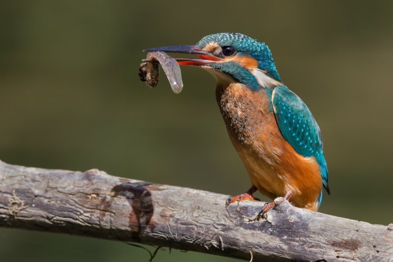Alcedo atthis eating a tadpole
